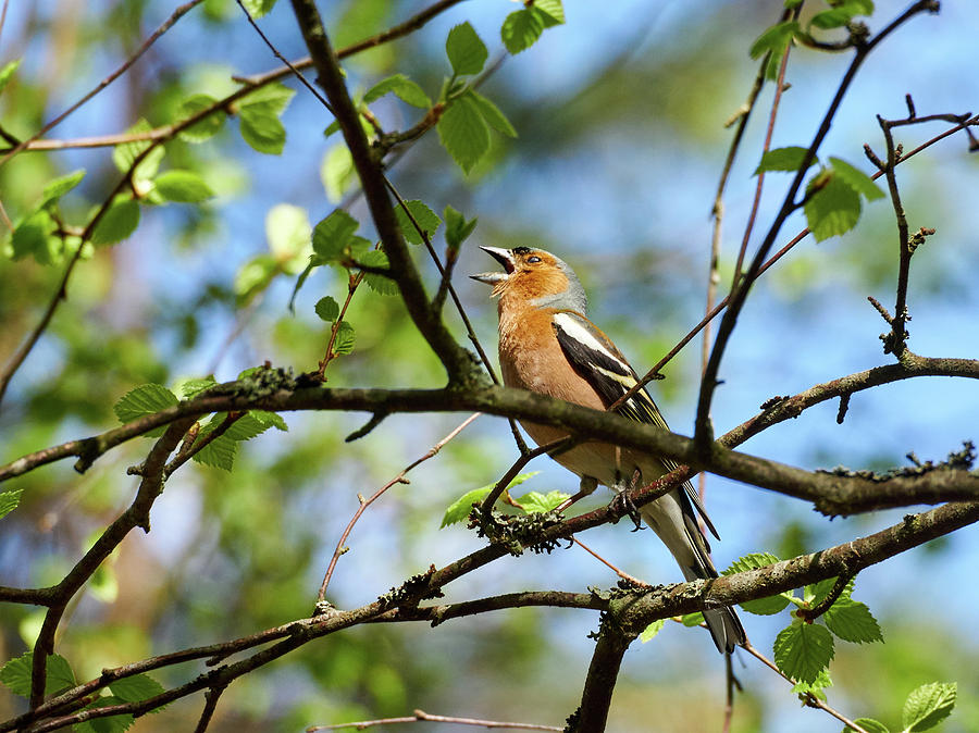 Shout it out loud. Common chaffinch Photograph by Jouko Lehto