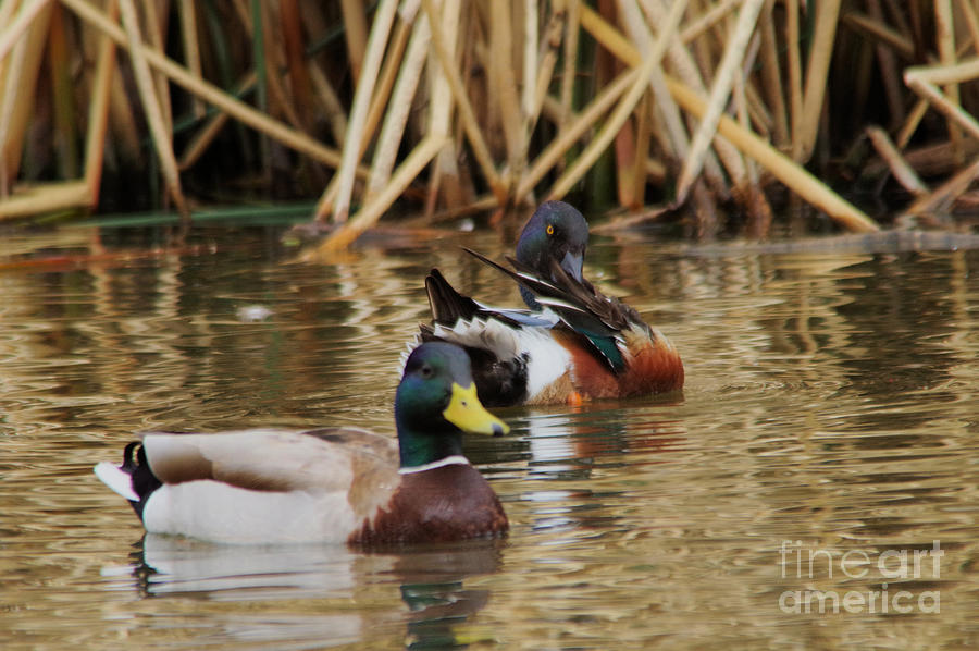 Feather Photograph - Shovel tail and a mallard by Jeff Swan