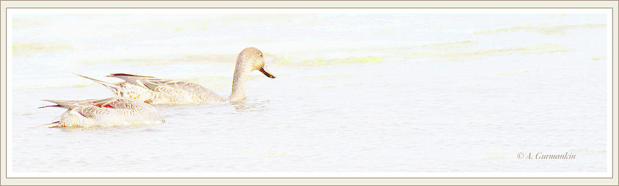 Shoveler Ducks in a Salt Marsh Photograph by A Macarthur Gurmankin