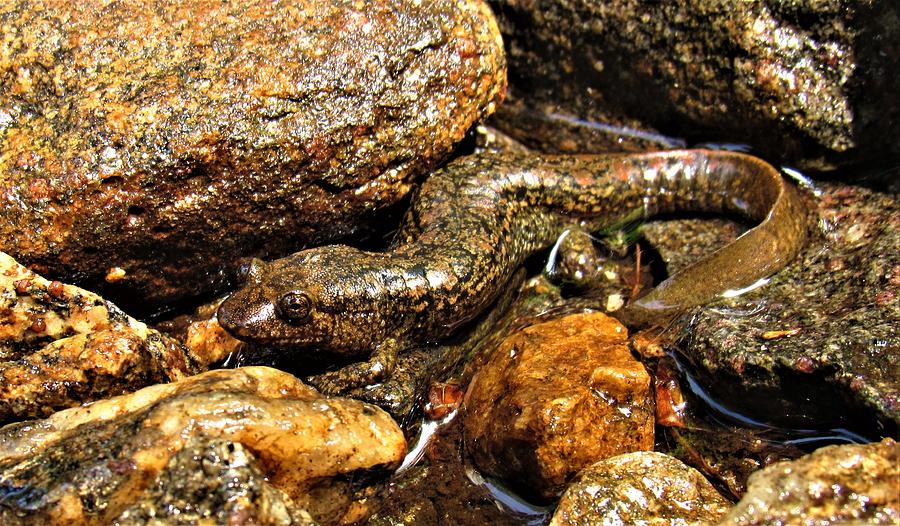 Shovelnose Salamander Photograph by Joshua Bales