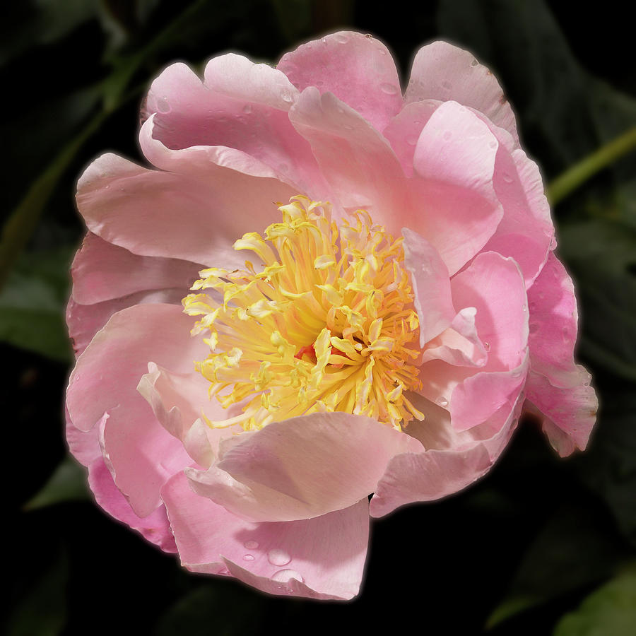 Show Girl Peony Photograph - Show Girl Peony by Don Spenner