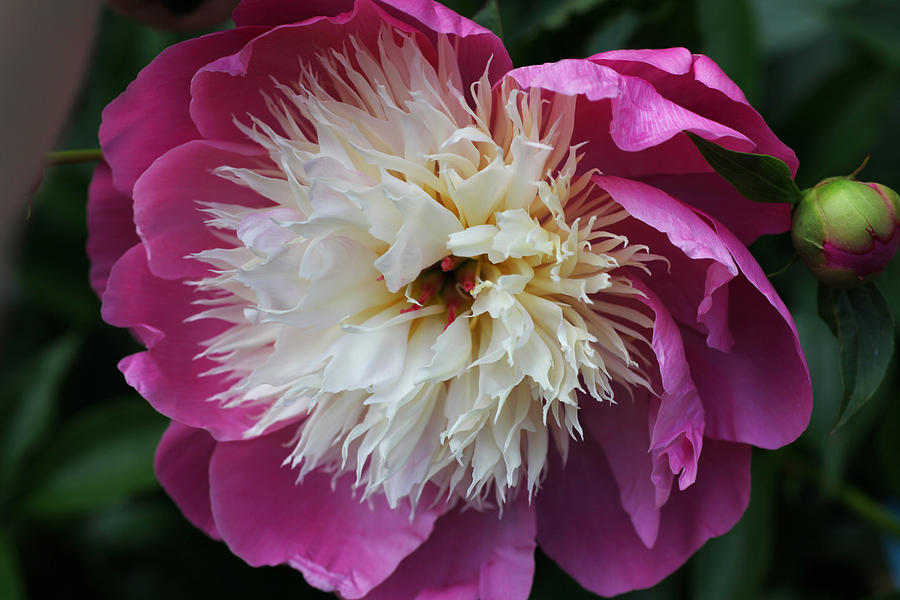 Show Girl Peony Photograph by Tammy Pool