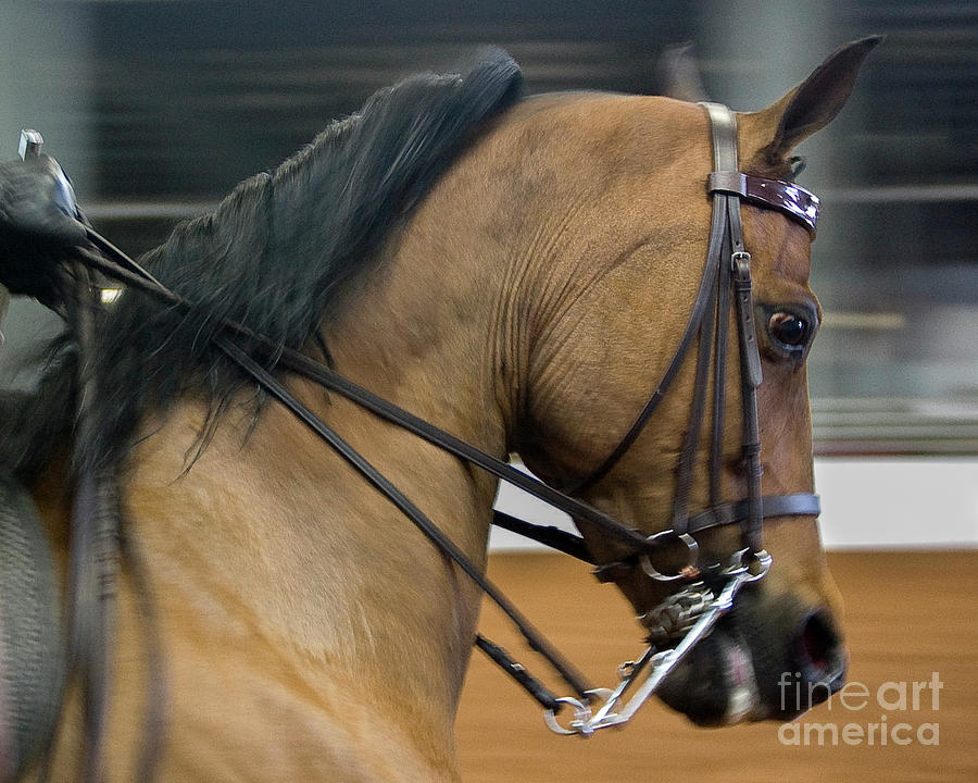 Show Horse Photograph by Tom Brickhouse