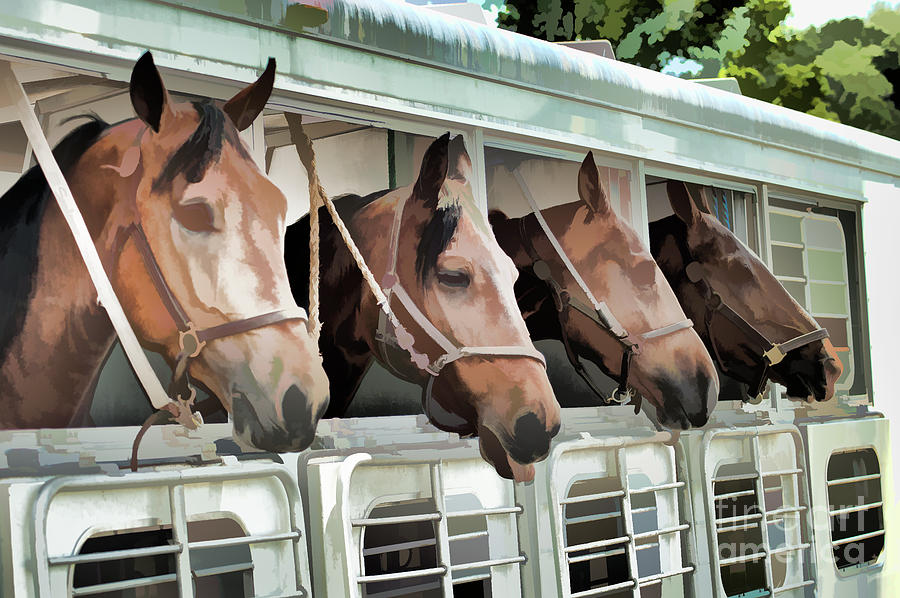 Show Horses On The Move  Photograph by Wilma Birdwell