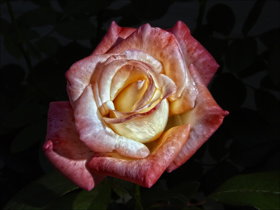 Show Me A Rose Photograph