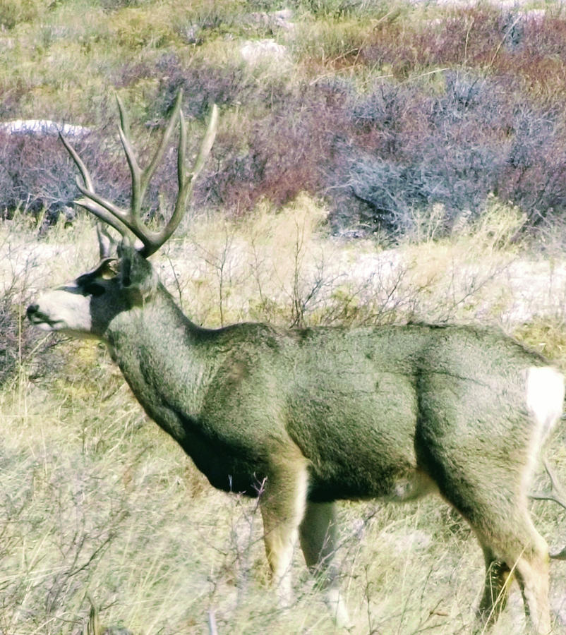 Show off Photograph by Chad Vidas | Fine Art America