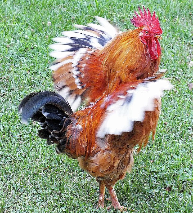 Could I Have This Dance ? Rooster Photograph by Cindy Treger