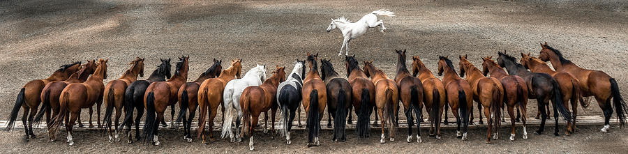 Horse Photograph - Show Off by Kate Wiltshire