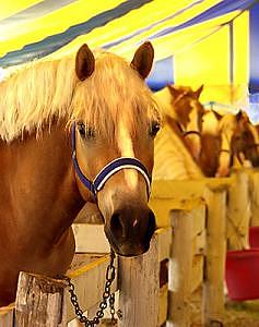 Horse Photograph - Show Pony Tent- Haflinger Horses by Connie Moses Horse Photograph - Show Pony Tent- Haflinger Horses by Connie Moses