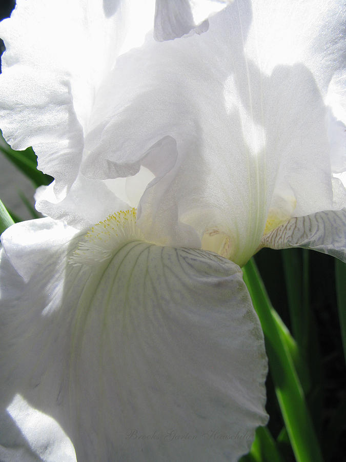 Show-stopper - White Iris - Flower Photographic Art - Iris Photograph by Brooks Garten Hauschild