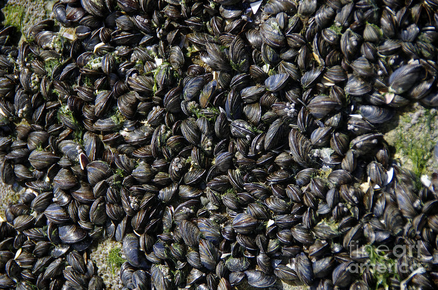 Beach Photograph - Show Us Your Mussels by Scott Evers