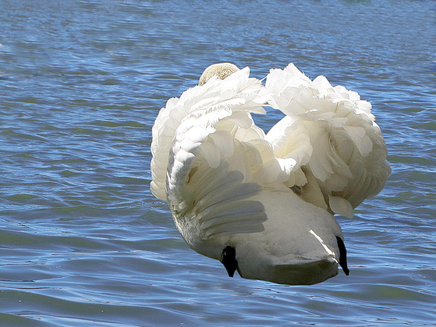 Showboating Swan   Photograph by Christopher Mercer