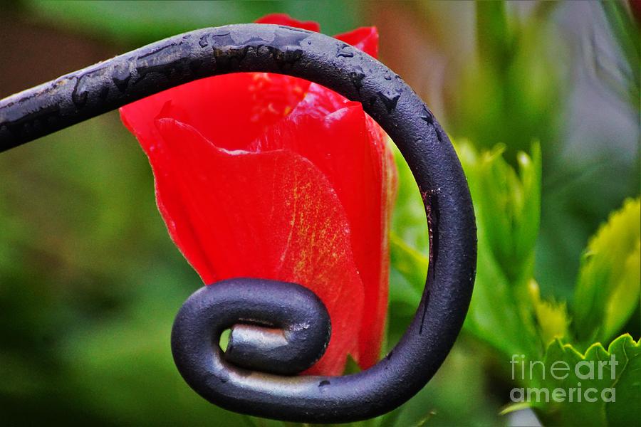 Showcased in Wrought iron Photograph by Merle Grenz