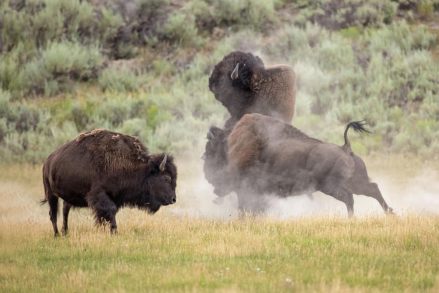 Yellowstone National Park Photograph - Showdown by Sandy Sisti
