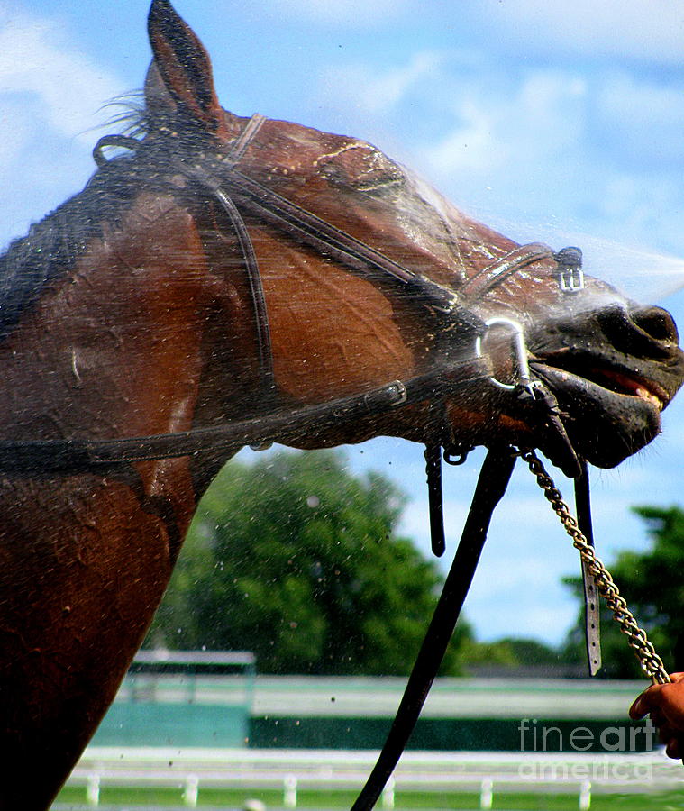 Horse Photograph - Shower Me  by Colleen Kammerer