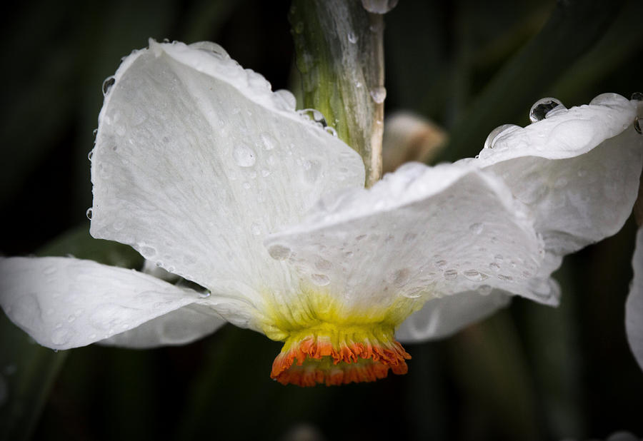 Showered Daffodil Photograph by Michael Friedman