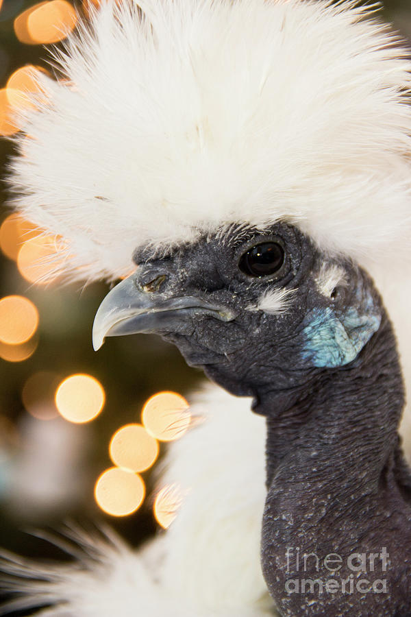 Showgirl a.k.a. Naked Neck Silkies Photograph by Jeannette Hunt