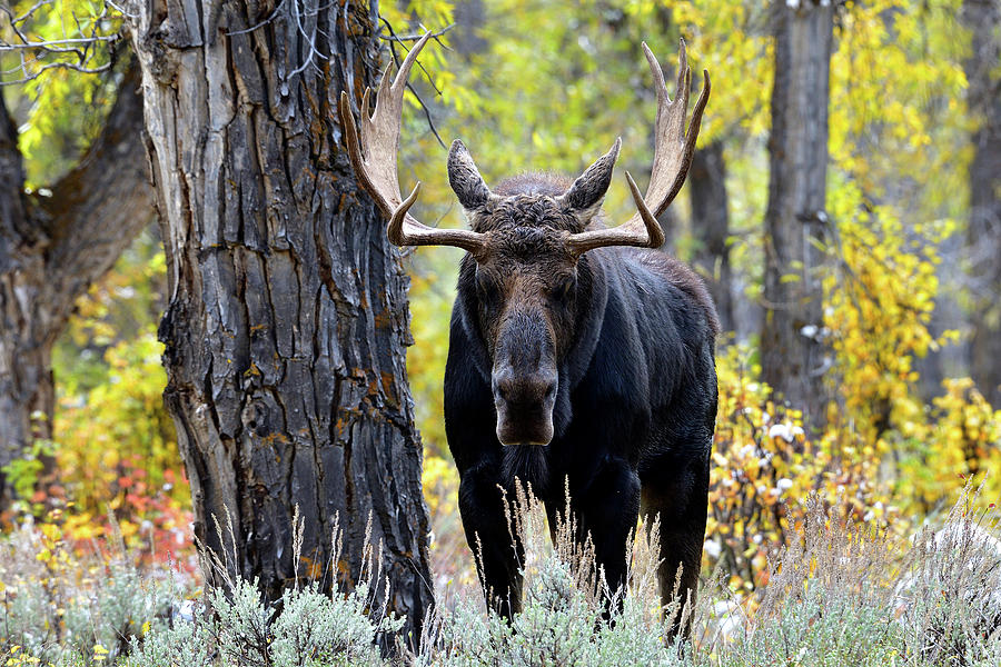 Showing Off His Spread Photograph by Michael Morse - Fine Art America