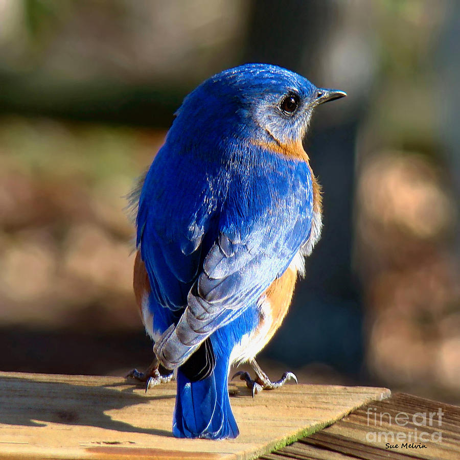 Bluebird Photograph - Showing Off My Beautiful Blue Feathers in the Sunlight by Sue Melvin