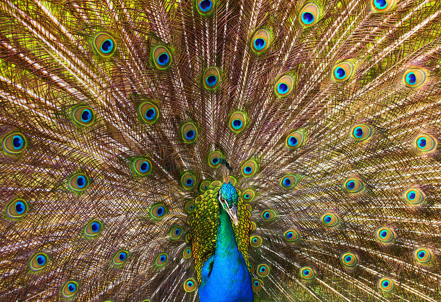 Showing Your Colors Photograph by Michael Dawson