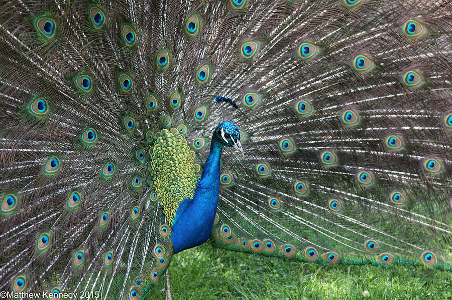 Showoff Photograph by Matt Kennedy - Fine Art America