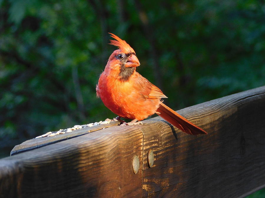 Showtime Red Cardinal Photograph