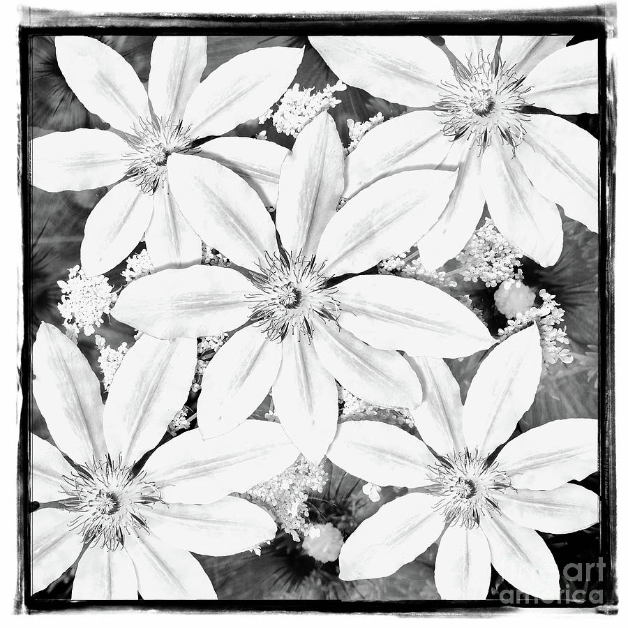Showy Clematis BW Photograph by Jack Torcello
