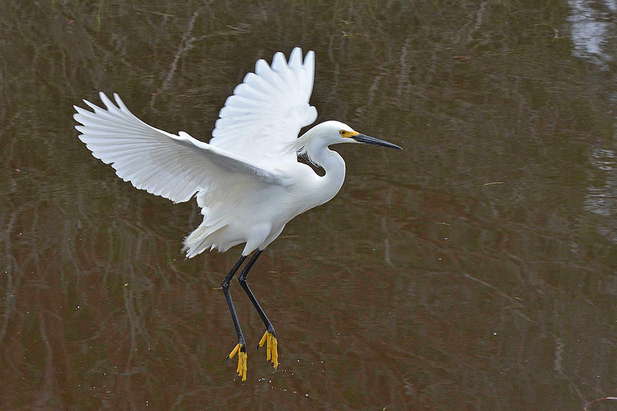 Showy Egret Suspended Annimation Photograph by Alan Lenk