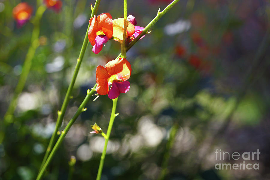 Showy Flame Pea Photograph by Cassandra Buckley