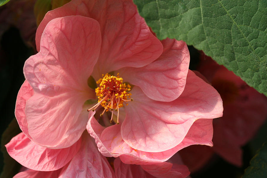 Showy Flowering Maple Photograph by Tammy Pool