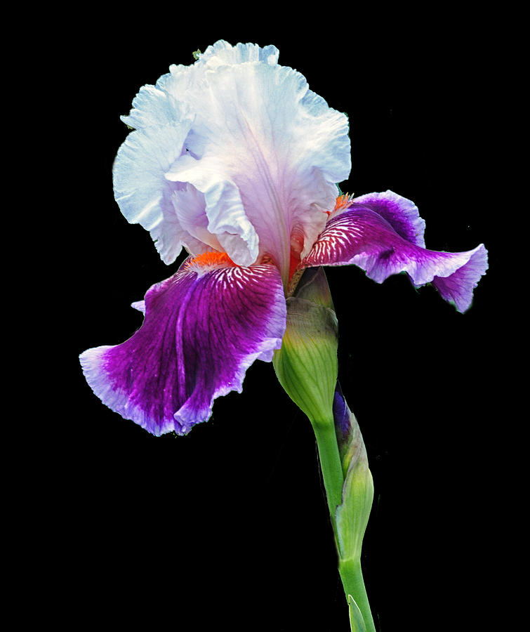 Showy Iris Photograph by Dave Mills