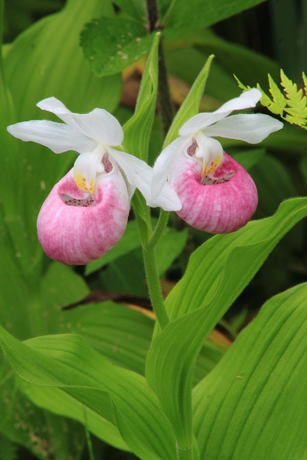 Showy Ladys Slipper Twin Flowers Photograph by John Burk