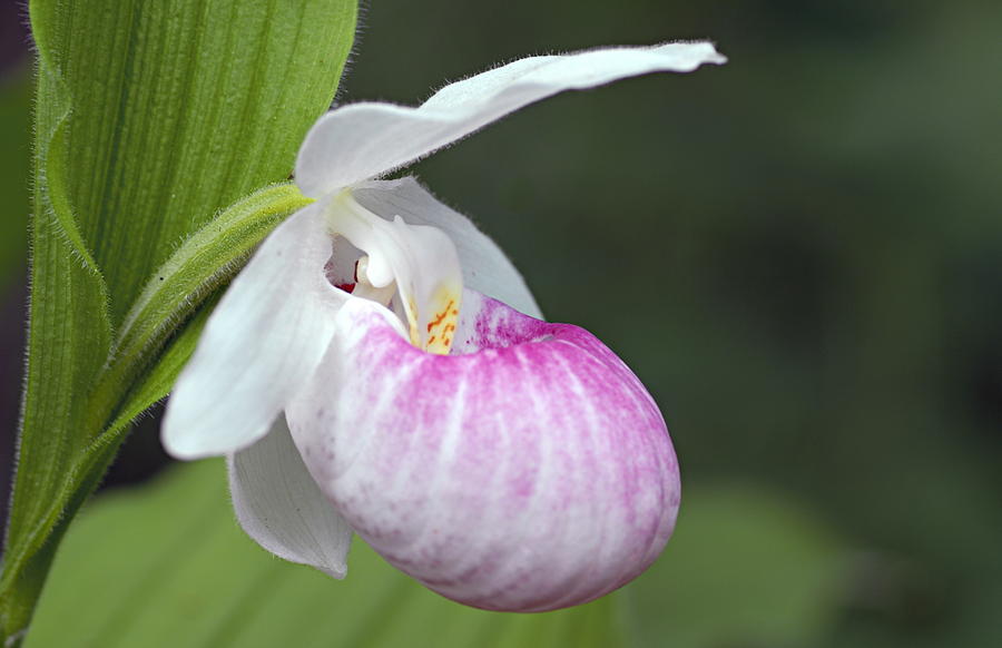 Nature Photograph - Showy Ladyslipper by Larry Ricker