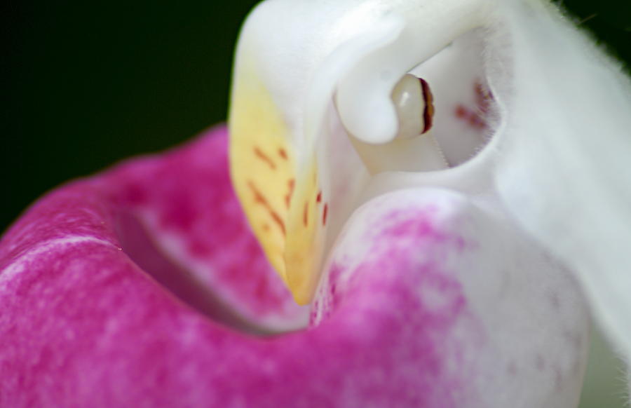 Showy Ladyslipper Up Close and Personal Photograph by Larry Ricker