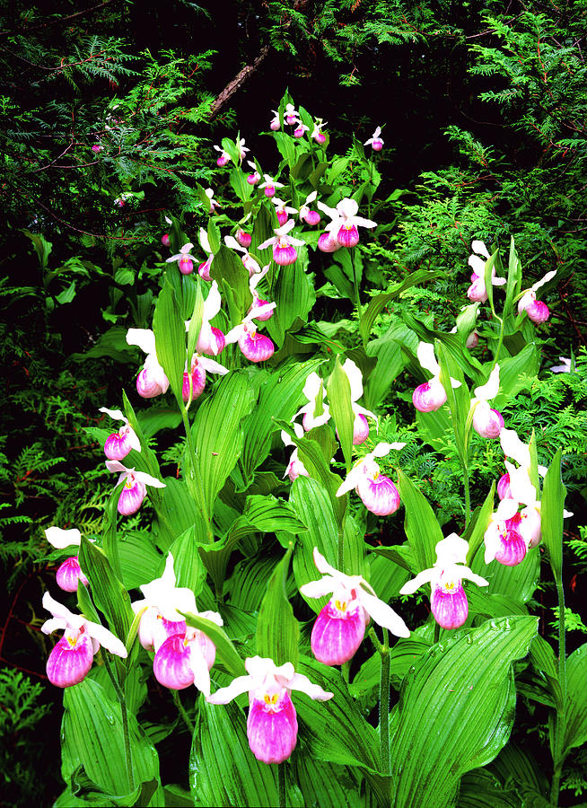Showy Ladyslippers Photograph by Frank Houck