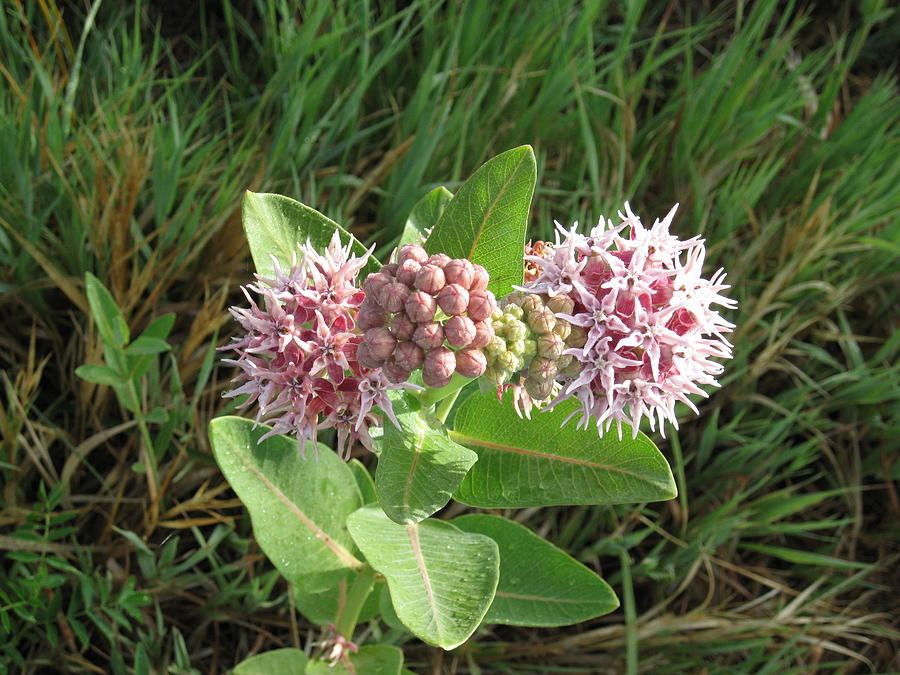 Showy Milkweed Lifecycle Photograph by Ron Monsour