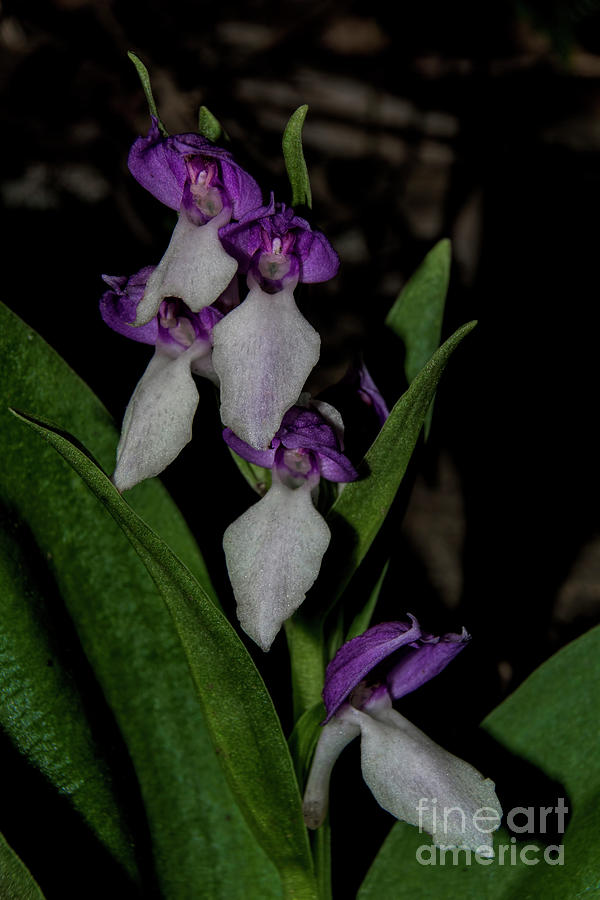 Showy Orchid Photograph by Barbara Bowen