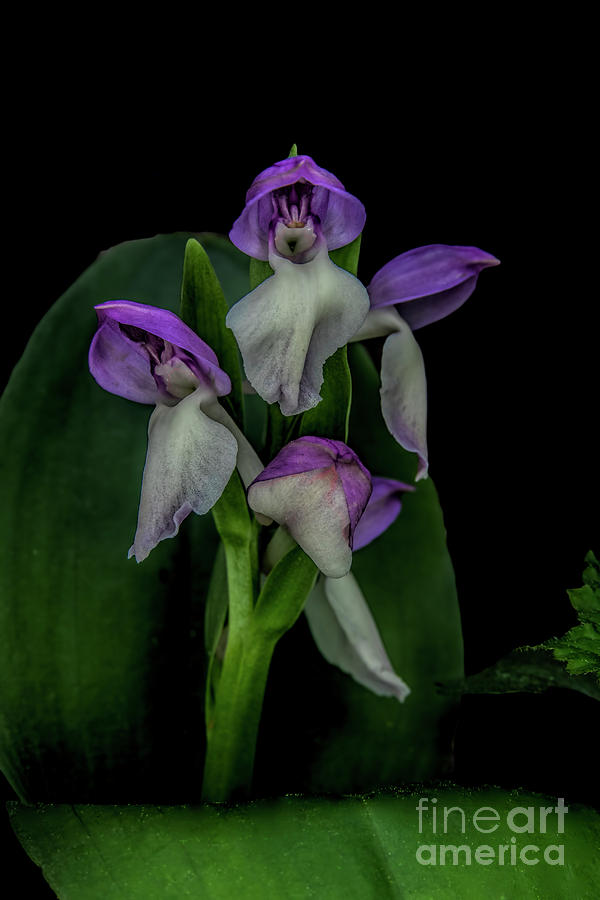 Showy Orchis Photograph