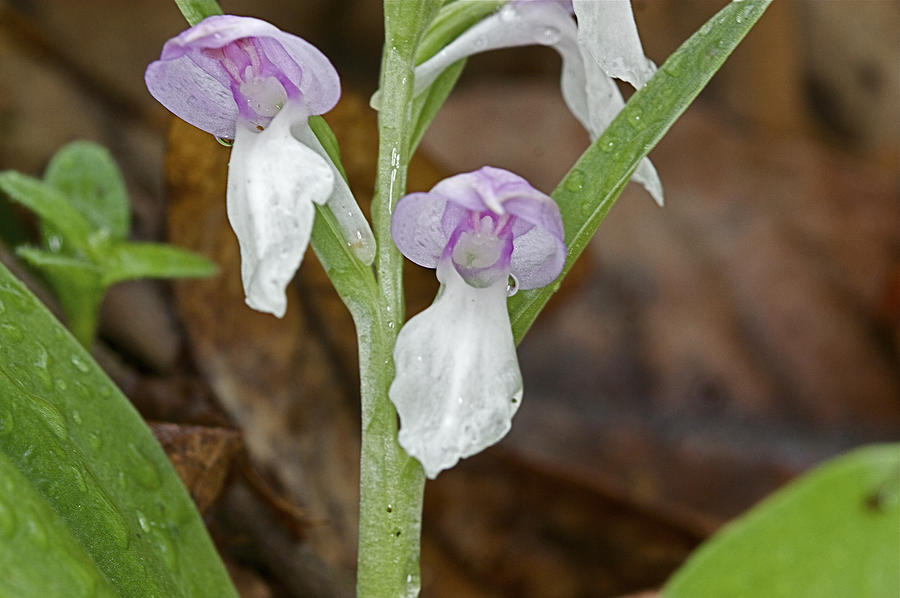 Showy Orchis Photograph by Jack R Perry