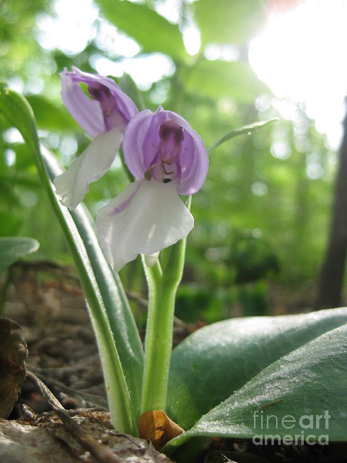Orchid Photograph - Showy Orchis by Steve Gass Orchid Photograph - Showy Orchis by Steve Gass