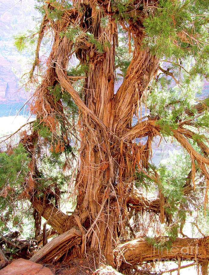 Shredded Juniper Tree Digital Art by J Marielle