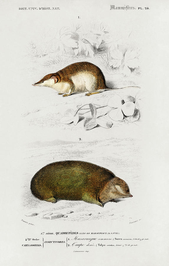 Shrew and Golden mole Painting by Vincent Monozlay