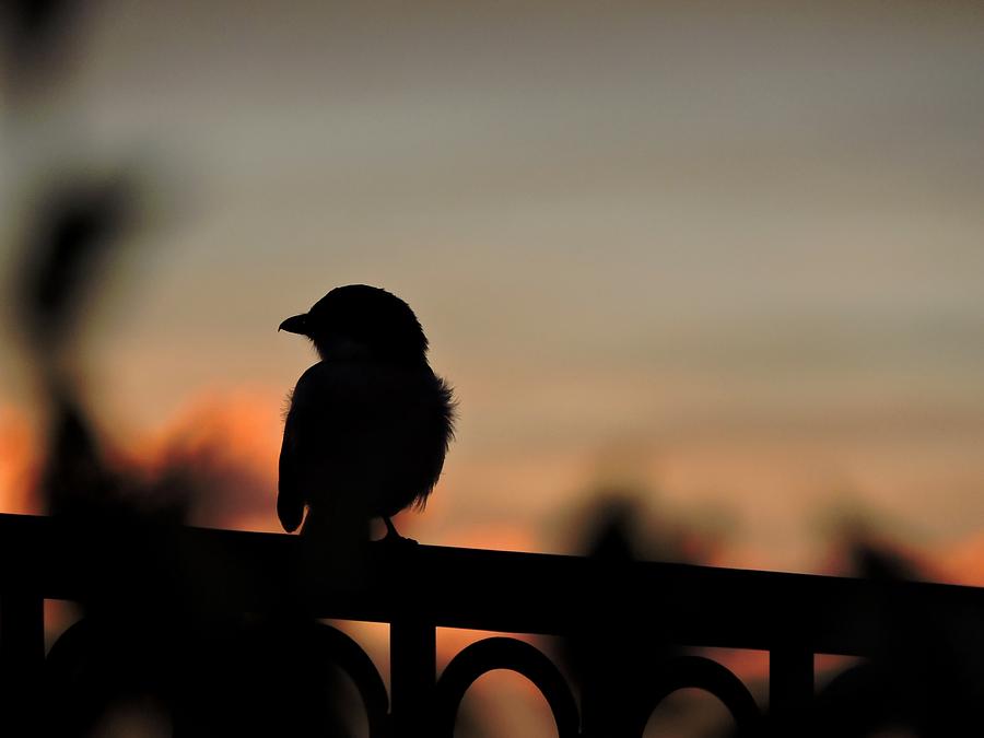 Shrike Silhouette Photograph by Connor Beekman