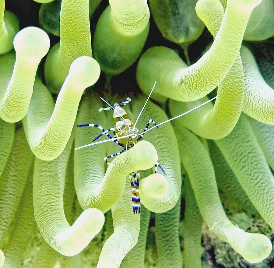Shrimp and the Anemone Photograph by Amy McDaniel