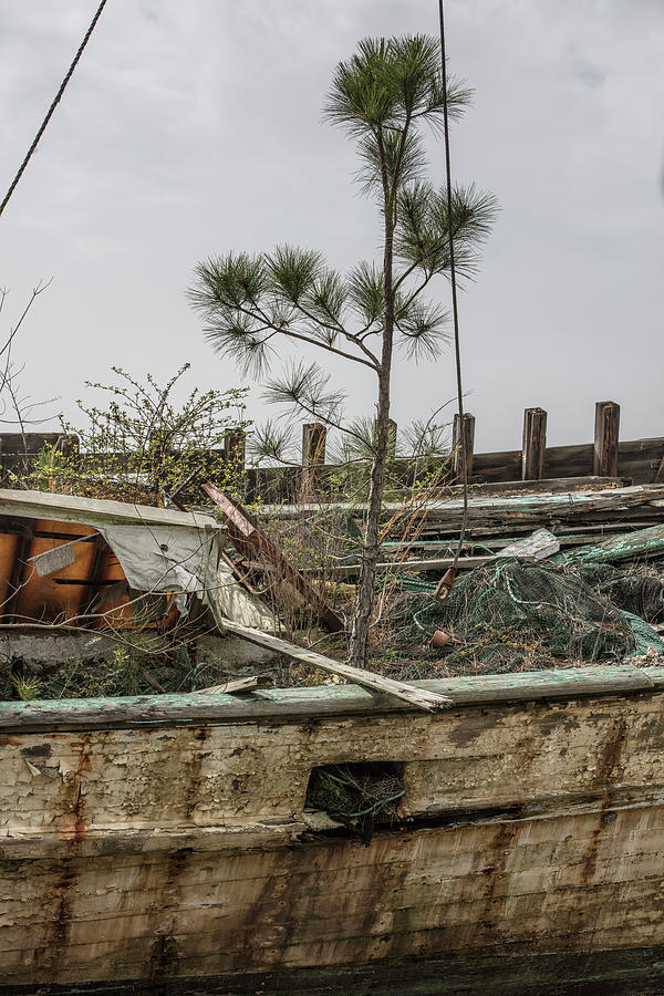 Shrimp Boat with Tree growing in it  Photograph by John McGraw