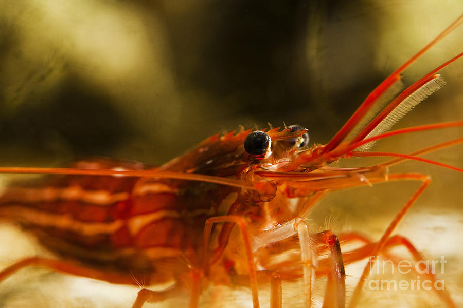 Shrimp Photograph by Gunnar Orn Arnason