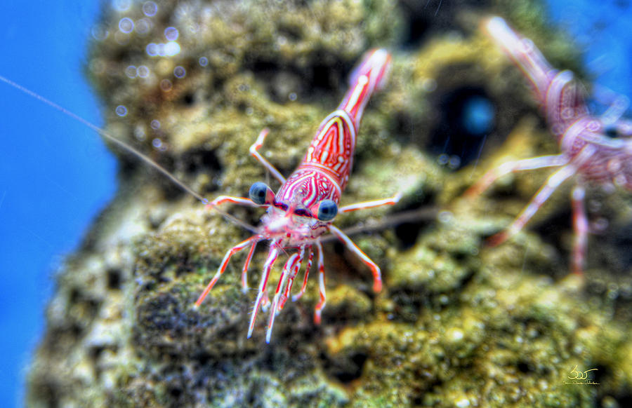 Shrimp Photograph by Sam Davis Johnson