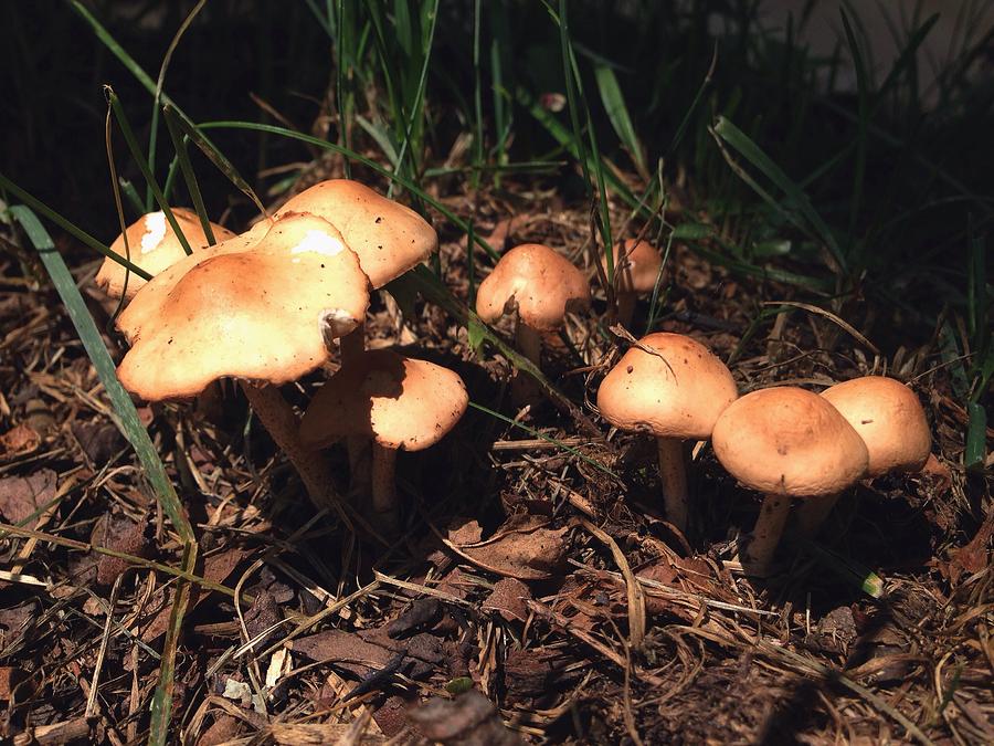 Mushroom Photograph - Shroom Doom by Annie Walczyk