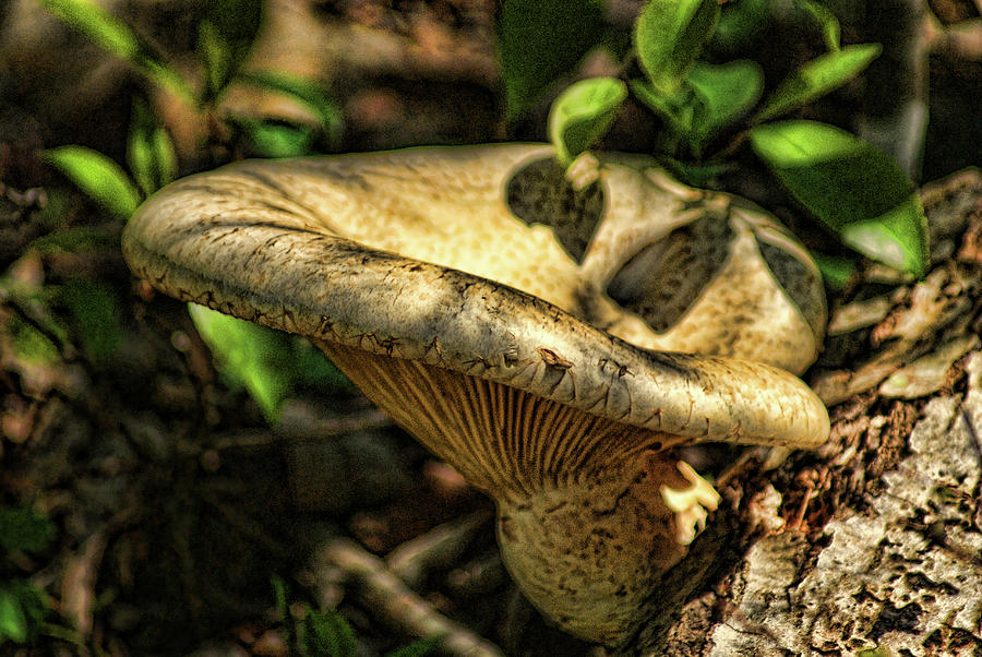 Shroom by Rick Friedle Shroom by Rick Friedle