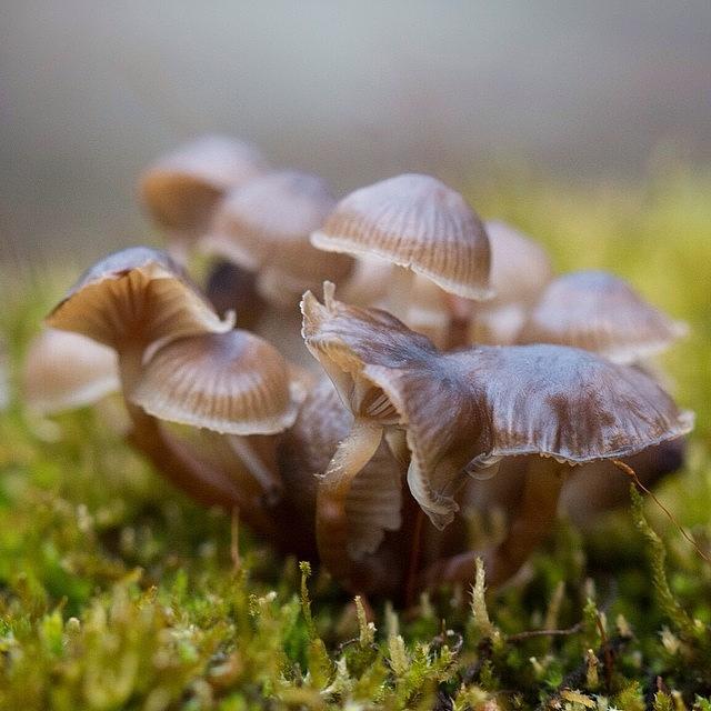 Mushroom Photograph - Shrooms by Dave Edens